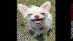 TOP 30 FUNNY DOG FACES - Hilarious and cute dog compilation