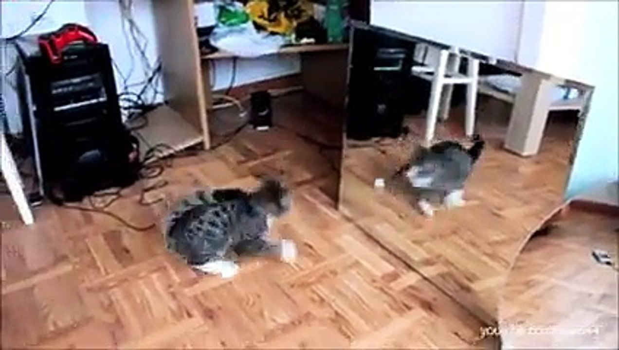 dogs and mirrors