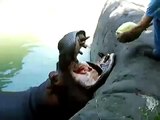 funny  Hippo eating watermelon