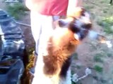 Nigerian Dwarf Goats play with Dog on Trampoline