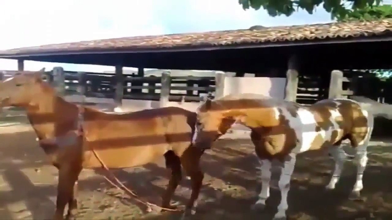 Funny Videos - Funny Animal - Best Funny Animals compilation 2015