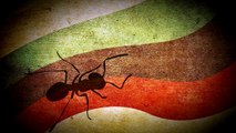 Ameisen-Lasius niger/flavus Gründerkolonie füttern