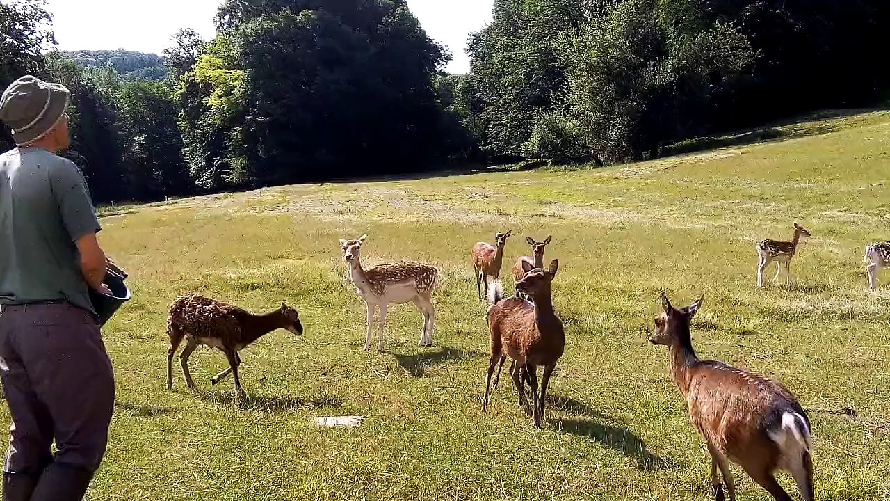 Sortie au château de Moidière - Bambi Bambi