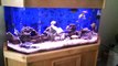 110 Gallon African Cichlid Aquarium - Acrylic Hex Front