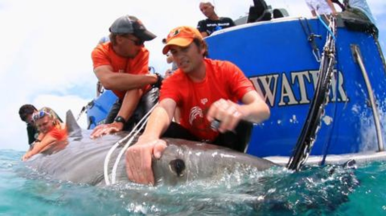 TechKnow - Spreading tiger shark love