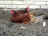 backyard chickens sunbathing in dirt