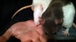 Pet rats 03 - Angry rats eating an alive human