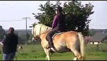 Entspannt (aus)-reiten lernen im Westerwald, auch mit 40 