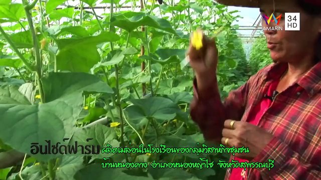 กรีนฟาร์มวาไรตี้ ตอน การปลูกเมล่อนในโรงเรือน วันที่ 24 มกราคม 2558 (2/3) AMARIN TV HD ช่อง 34