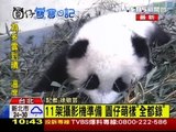 貓熊圓仔線上直播 可愛模樣全紀錄20131103