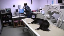 Veterinary Nuclear Medicine: Veterinary Imaging Center of San Diego