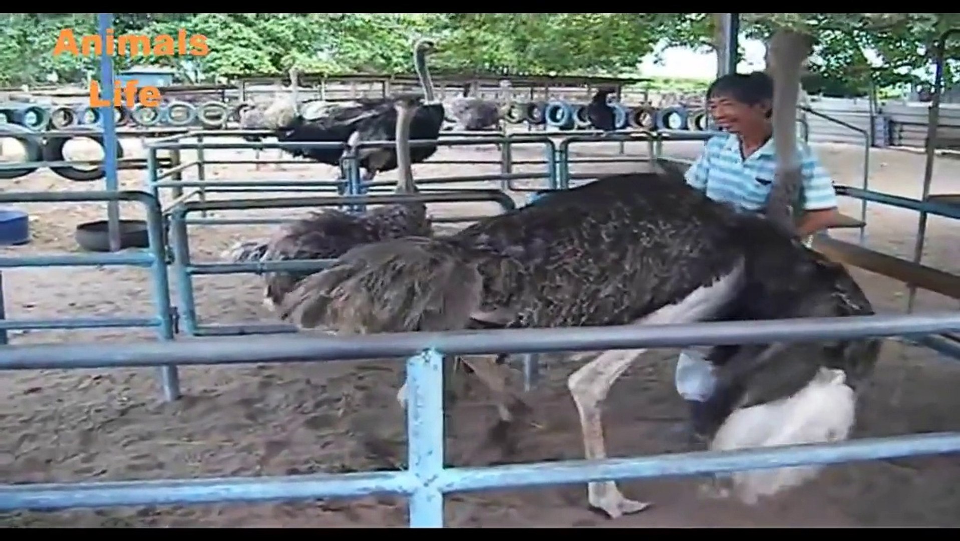 ♥ ANIMALS Giving Birth - Ostrich Laying an Egg Video