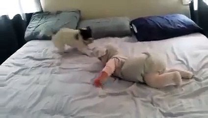 Cachorro sendo atacado por rato gigante