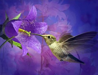 Soledad Bravo  El Colibrí y la Flor