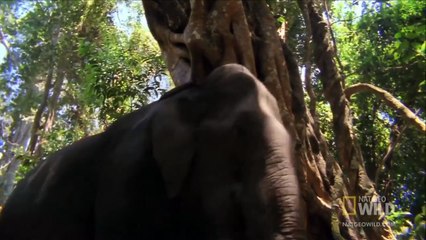 Королевская кобра (лат. Ophiophagus hannah)