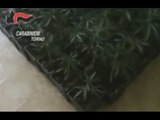 Pinerolo (TO) - Una villa-laboratorio per produzione di marijuana (07.07.15)