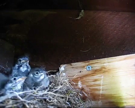 White wagtails nesting