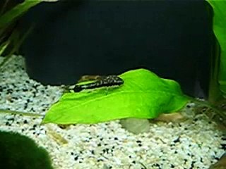 Otocynclus et feuille