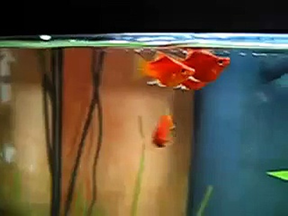 Doigt + platy corail