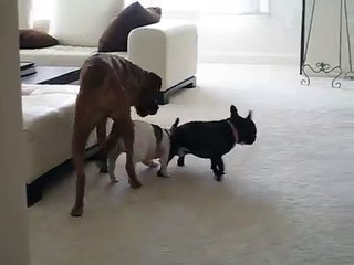 Love Triangle - French Bulldogs & Boxer