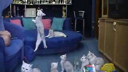 Видеоуроки на http://british-chinchilla.dp.ua