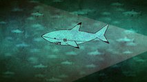 That One Time: Surviving a Perilous Swim w/ Sharks (Animated Short)