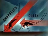 Mosquito - The Malaria Carrier - 1940's - Anopheles Mosquitoes