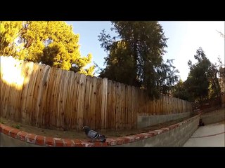 Lost Racing Pigeon Becomes A True Friend