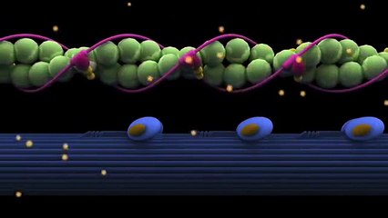¿Qué es el Rigor Mortis de la carne y cómo se produce? [EN]