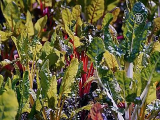 Что такое настоящий экологичный отель?