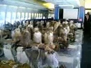 طياره صقور من صيد منغوليا...