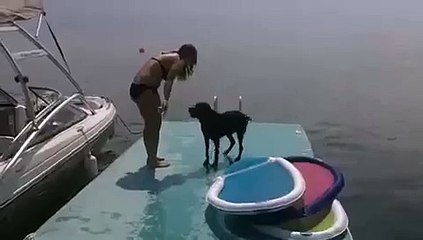kleiner Hund beim Spielen im Wasser