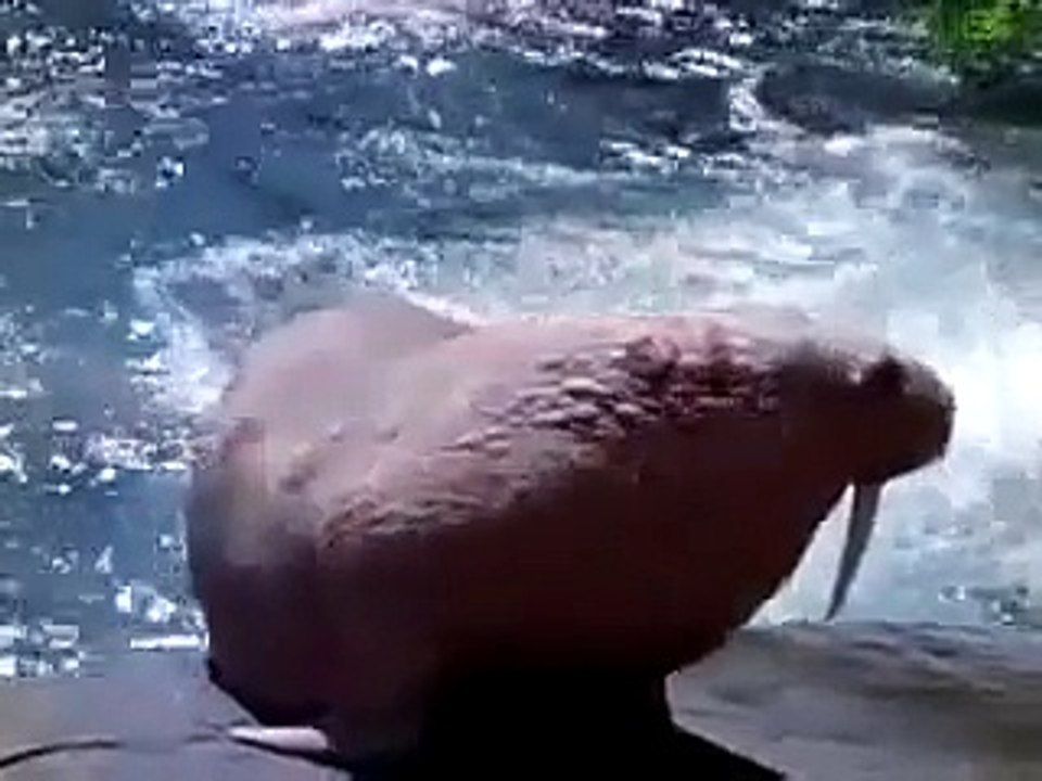 Animal Face Off : Polar Bear vs  Walrus