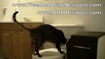 Cat pees on toilet and flushes   Amazing funny animal tricks