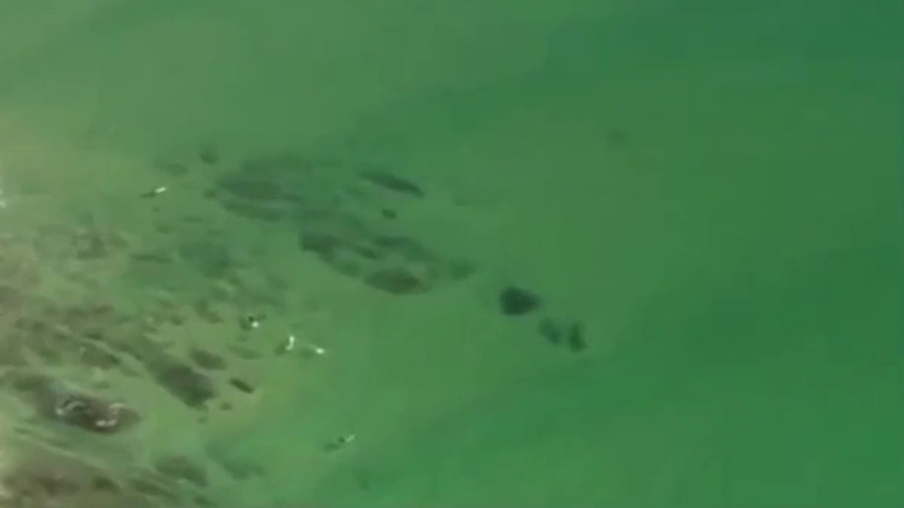 Une équipe de télévision en hélicoptère fait fuir un requin blanc prêt à attaquer des surfeurs