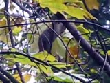 Squirrel Eating Maple Seeds