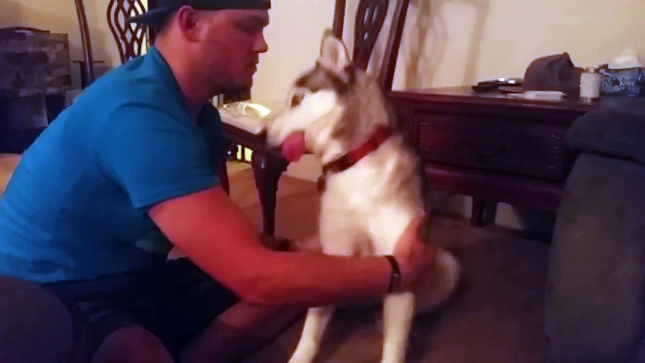 Un chien complétement drogué sous l'effet du cannabis