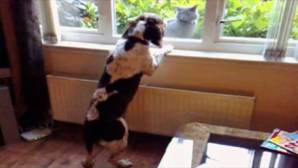 Des chats et des chiens apprennent à vivre ensemble