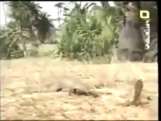 Top Cobra vs Mongoose Fight to Death