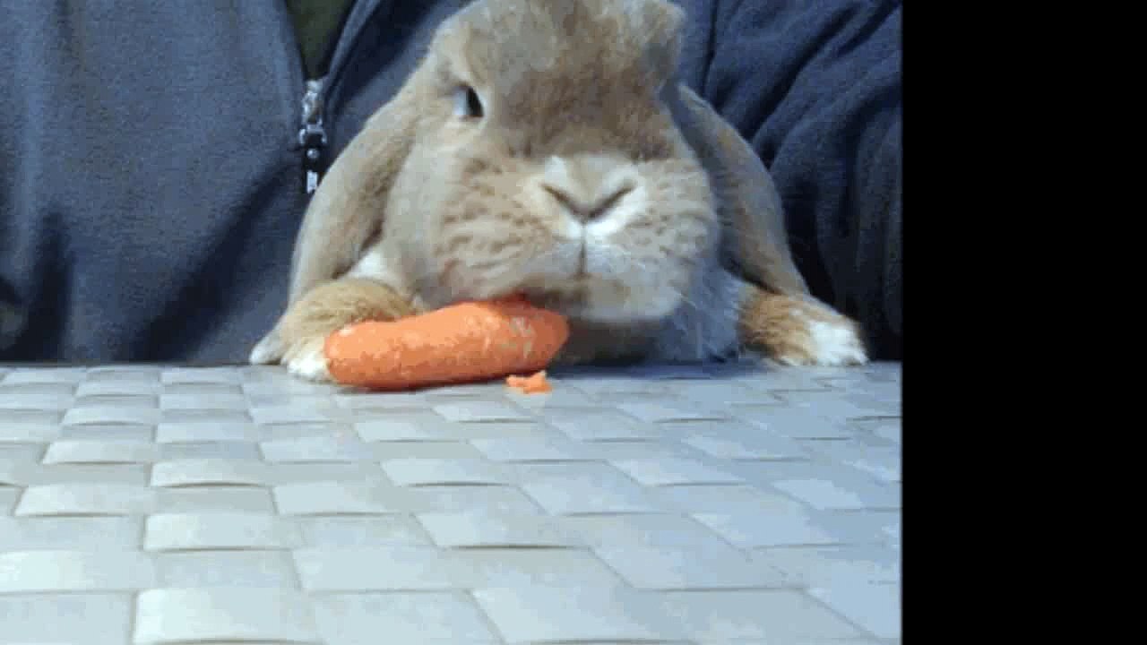 cute rabbit eathing
