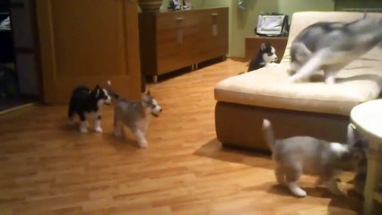 Mommy Husky plays with her Pups