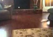 Cat Displays Remarkable On-the-Ball Skill