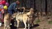 Wolf Howl Animal Preserve celebrates Wolf Birthdays, 2012