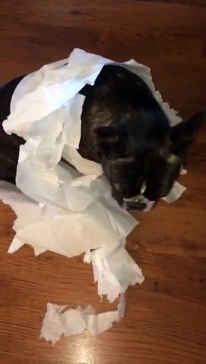 Ce bulldog français dénonce son meilleur ami