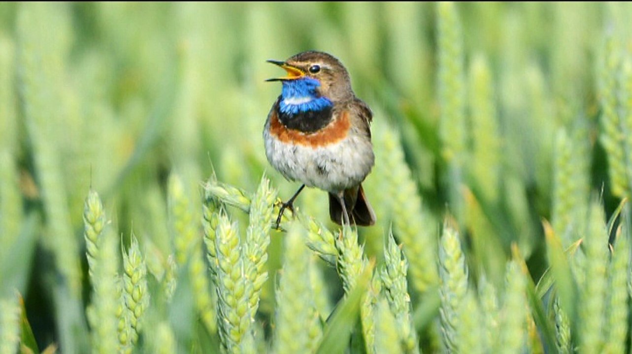 Gewapend met grote telelens op zoek naar vroege vogels - RTV Noord