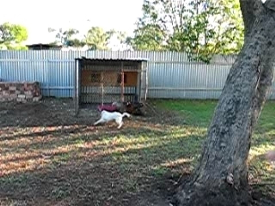 Chicken / Dog playing