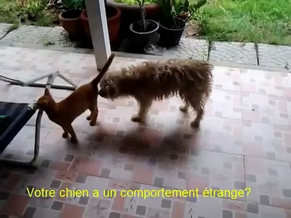 Cat Dog Crossbreed | Chaleurs Chien et Chat en Saillie