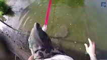 Man Braves Alligator Pool In Epic Rescue Jump...