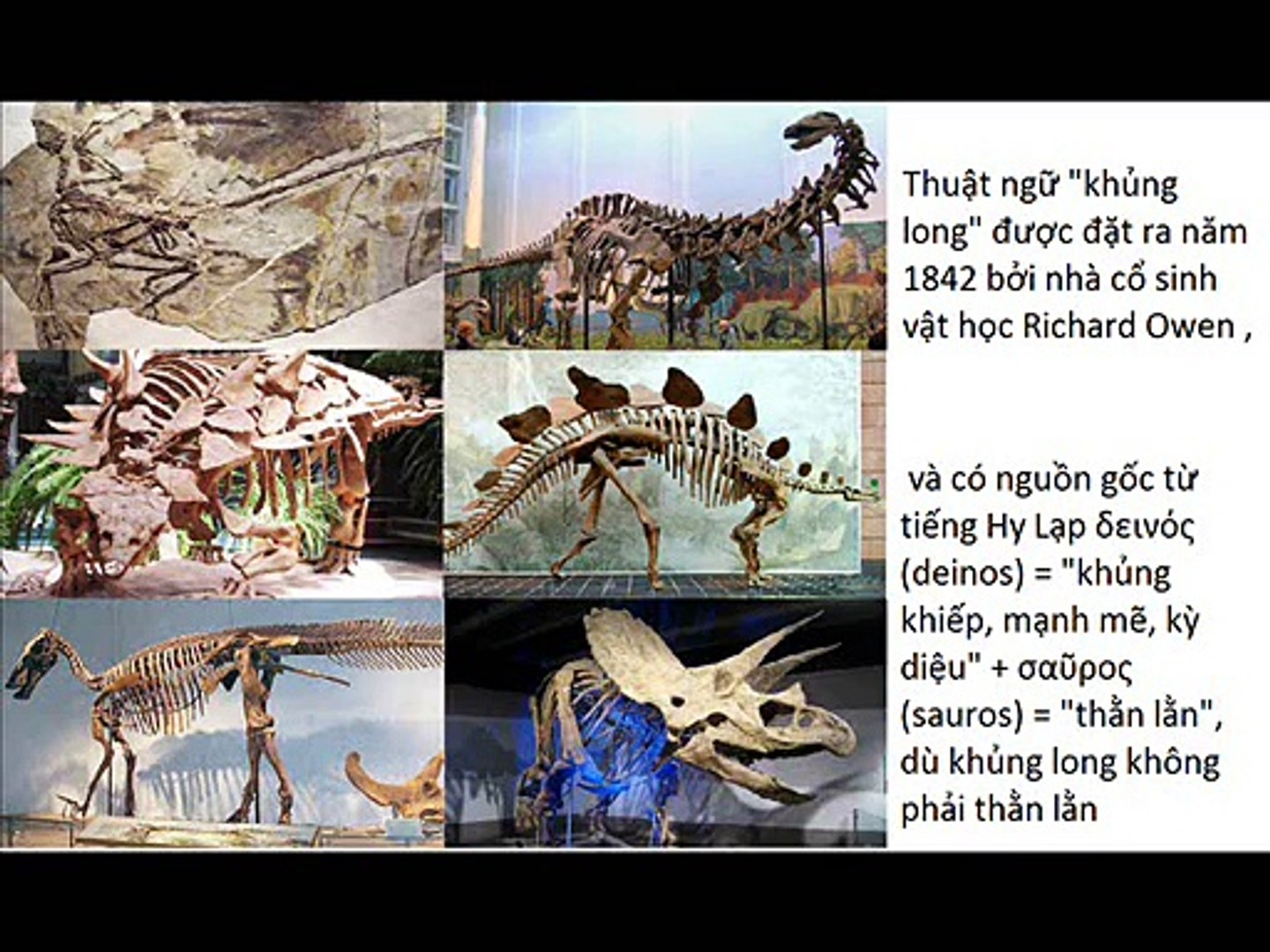 Tìm hiểu về loài Khủng long