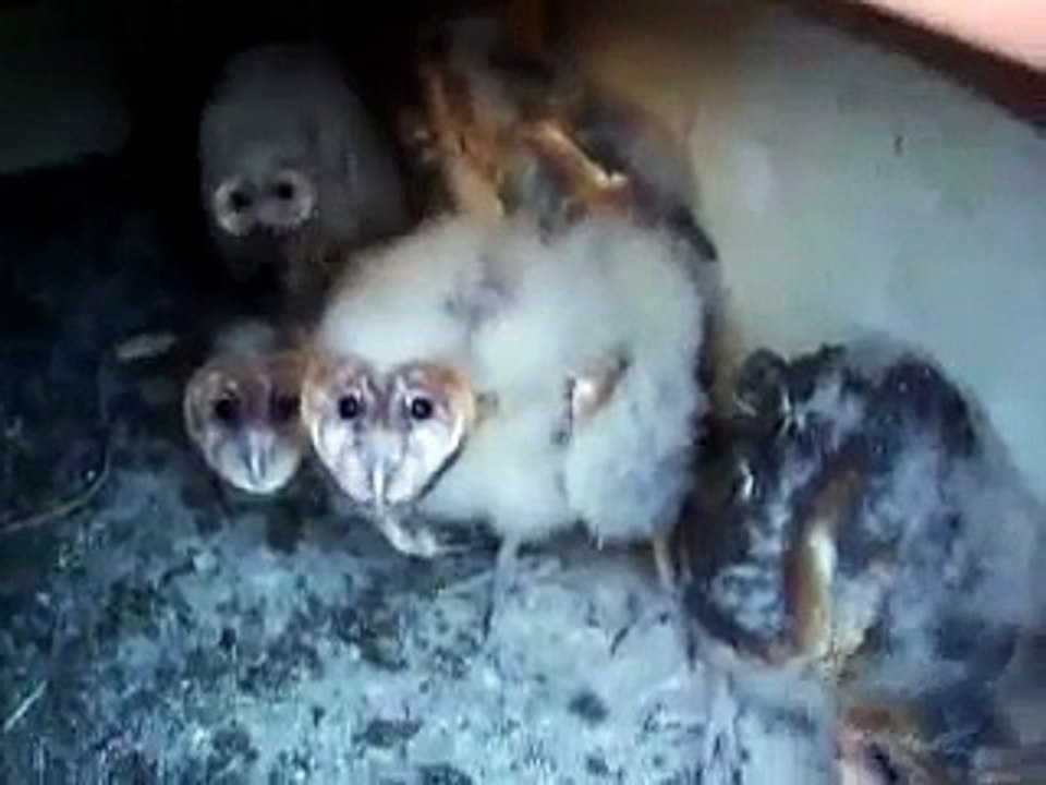 Filhotes de Coruja